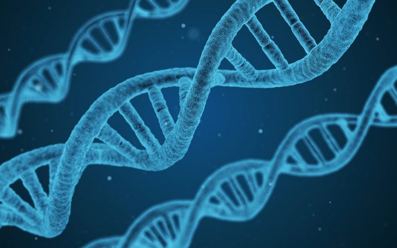 dna, string, biology